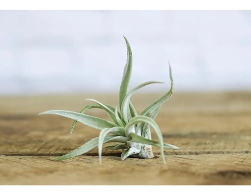 Pack De 10 Clavel Del Aire Tillandsia Planta Aerea 2