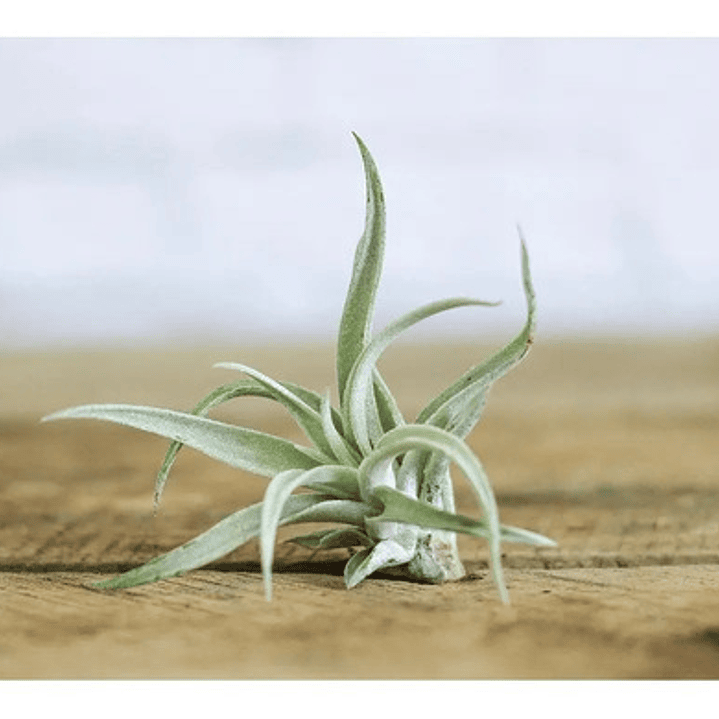 Pack De 10 Clavel Del Aire Tillandsia Planta Aerea 2