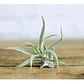 Pack De 10 Clavel Del Aire Tillandsia Planta Aerea - Miniatura 2
