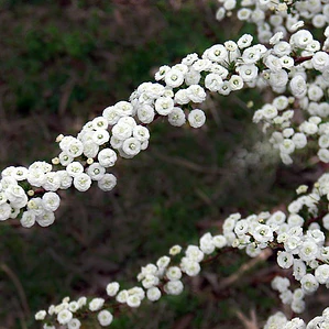 Botón De Camisas Arbusto Ornamental