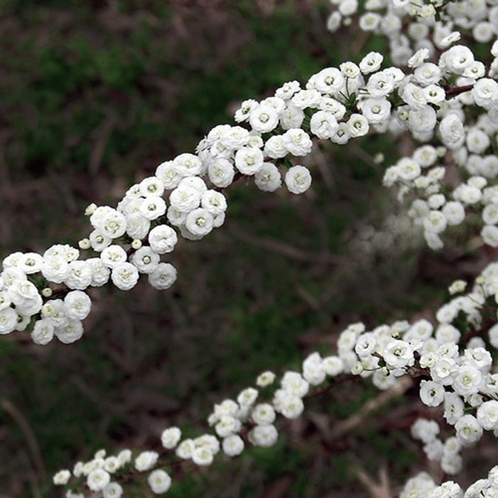 Botón De Camisas Arbusto Ornamental 1