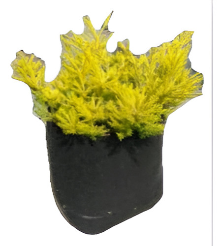 Coleonema Arbusto Ornamental 1