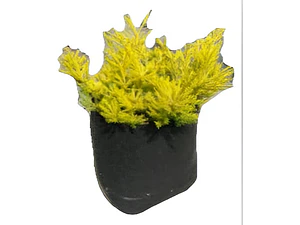 Coleonema Arbusto Ornamental
