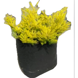 Coleonema Arbusto Ornamental