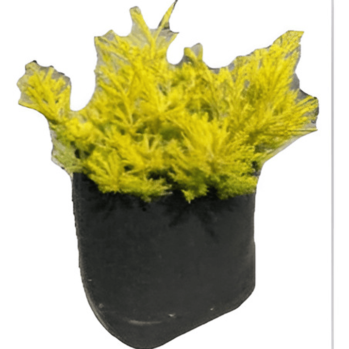 Coleonema Arbusto Ornamental 1