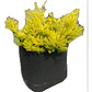 Coleonema Arbusto Ornamental - Miniatura 1