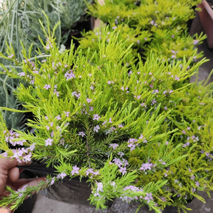 Coleonema Arbusto Ornamental 2