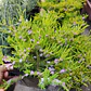 Coleonema Arbusto Ornamental - Miniatura 2