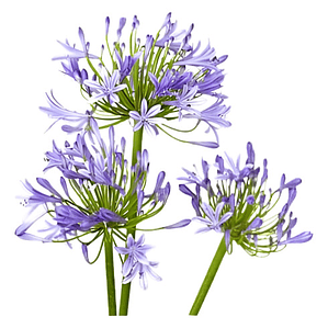 Pack De 10 Agapanto Lirio Africano Arbusto Ornamental