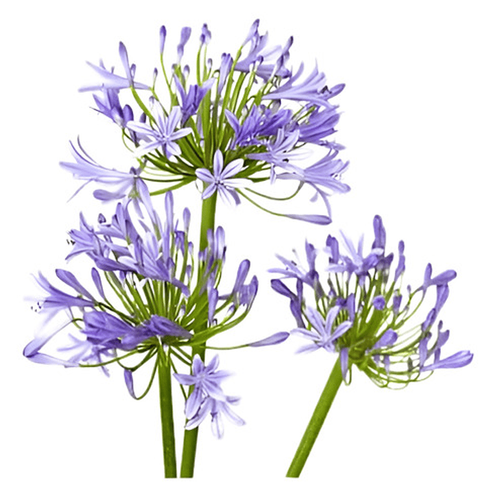 Pack De 10 Agapanto Lirio Africano Arbusto Ornamental 1