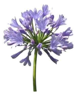 Pack De 10 Agapanto Lirio Africano Arbusto Ornamental 2