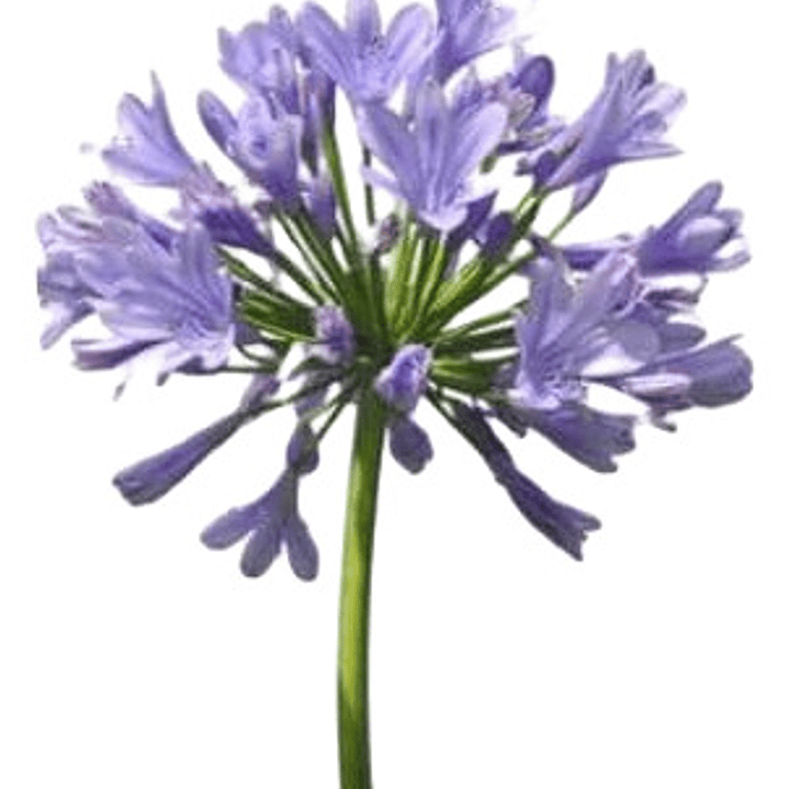 Pack De 10 Agapanto Lirio Africano Arbusto Ornamental 2