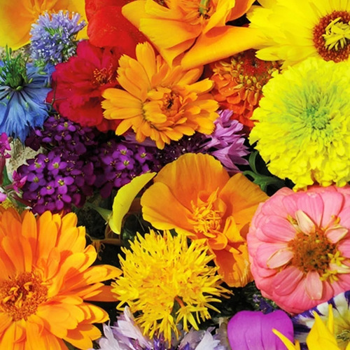 Pack 10 Sobres Semillas Flor Variedades 1