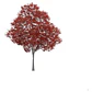 Liquidambar 1,50 Mts Árbol Planta Ornamental - Miniatura 1