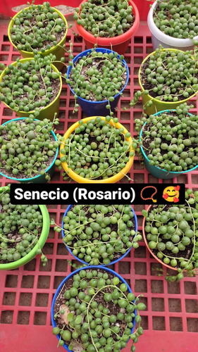 Senecio Rowleyanus Rosario Planta Interior Colgante 1