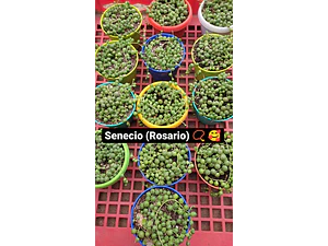 Senecio Rowleyanus Rosario Planta Interior Colgante