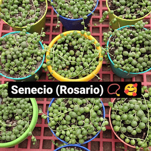 Senecio Rowleyanus Rosario Planta Interior Colgante