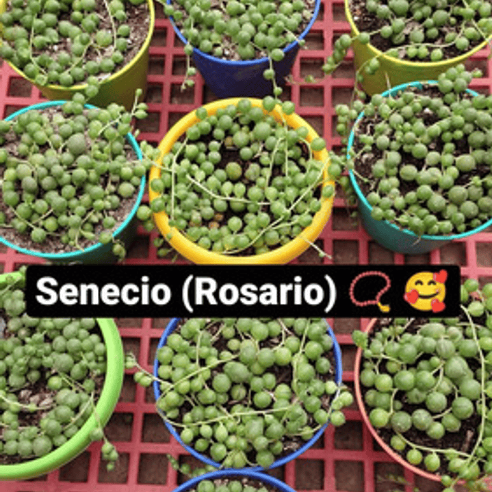 Senecio Rowleyanus Rosario Planta Interior Colgante 1