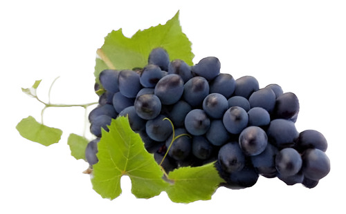 Parra Cabernet Souvingnon Frutal Injertado Uva Vinícola 1