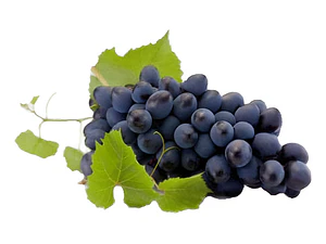 Parra Cabernet Souvingnon Frutal Injertado Uva Vinícola