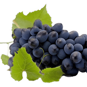 Parra Cabernet Souvingnon Frutal Injertado Uva Vinícola