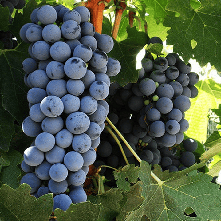 Parra Cabernet Souvingnon Frutal Injertado Uva Vinícola 2