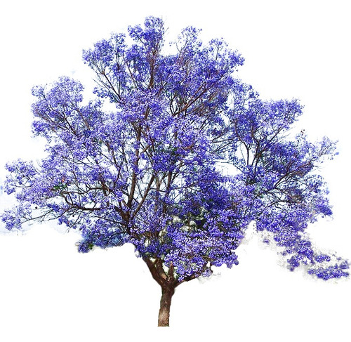 Paulownia Kiri Árbol Ornamental 1