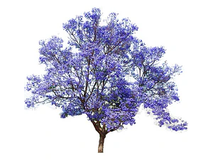 Paulownia Kiri Árbol Ornamental