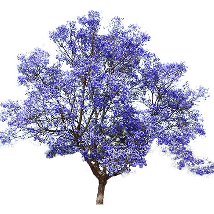 Paulownia Kiri Árbol Ornamental 1