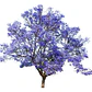 Paulownia Kiri Árbol Ornamental - Miniatura 1