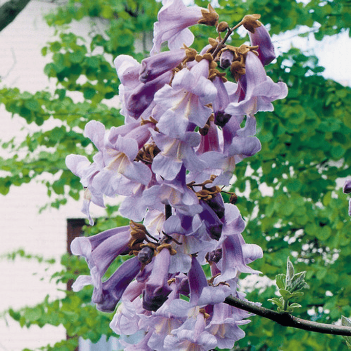 Paulownia Kiri Árbol Ornamental 3