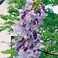 Paulownia Kiri Árbol Ornamental - Miniatura 3