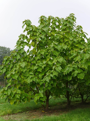 Paulownia Kiri Árbol Ornamental 4