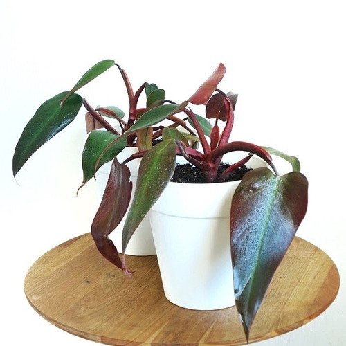 Philodendro Filodendro Principe Planta Interior 1