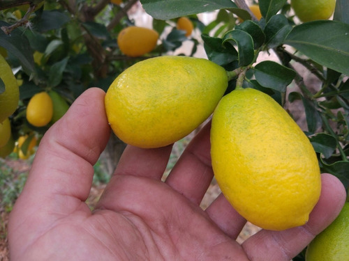 Limequat Limonero Enano Frutal Exótico 2