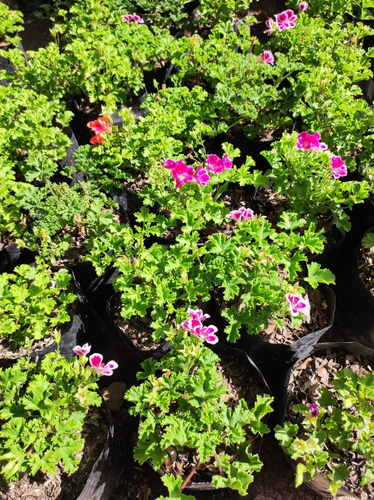 Pelargonio Enano Pelargonium Flor Planta Ornamental 1