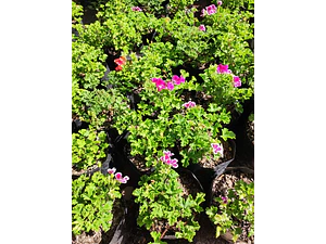 Pelargonio Enano Pelargonium Flor Planta Ornamental