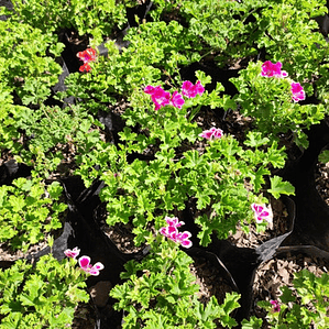 Pelargonio Enano Pelargonium Flor Planta Ornamental