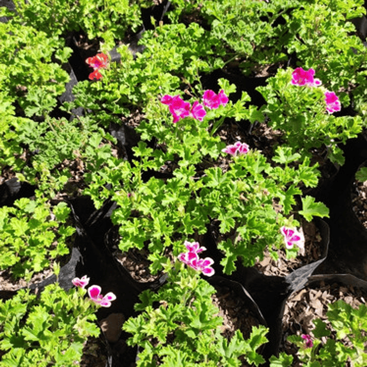 Pelargonio Enano Pelargonium Flor Planta Ornamental 1
