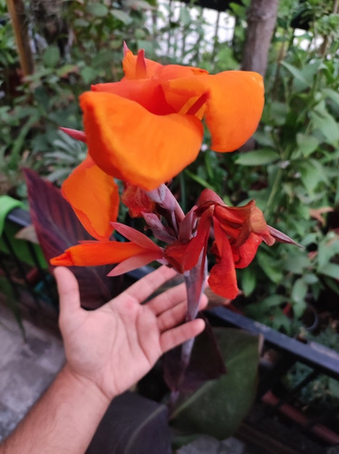 Achira Canna Indica Flor Naranja Planta Ornamental Hoja Roja 1