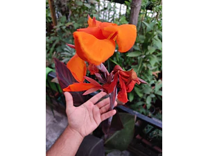 Achira Canna Indica Flor Naranja Planta Ornamental Hoja Roja