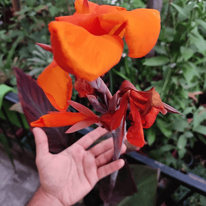 Achira Canna Indica Flor Naranja Planta Ornamental Hoja Roja