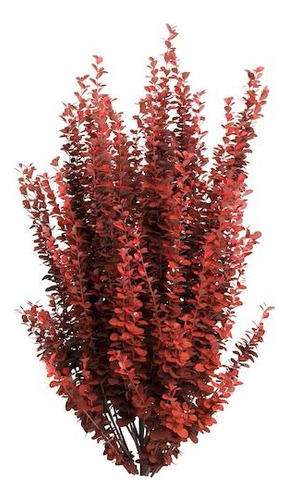 Berberis Rojo Thunbergii Atropurpurea Arbusto Ornamental 1
