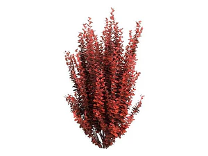 Berberis Rojo Thunbergii Atropurpurea Arbusto Ornamental