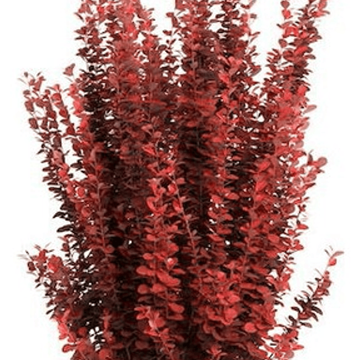 Berberis Rojo Thunbergii Atropurpurea Arbusto Ornamental 1