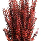 Berberis Rojo Thunbergii Atropurpurea Arbusto Ornamental - Miniatura 1