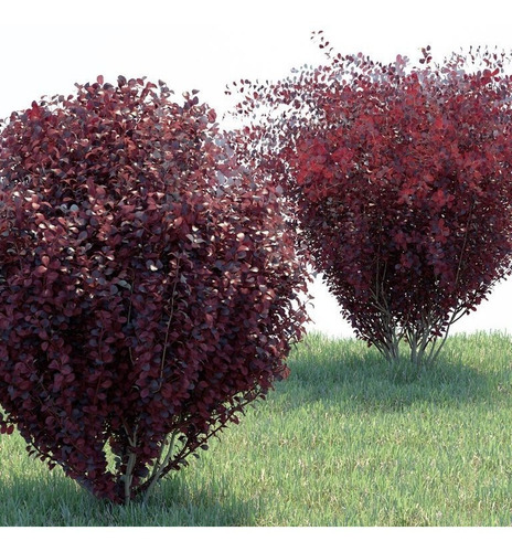 Berberis Rojo Thunbergii Atropurpurea Arbusto Ornamental 2