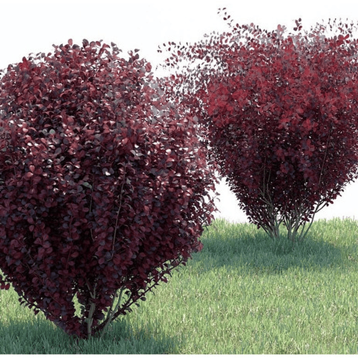 Berberis Rojo Thunbergii Atropurpurea Arbusto Ornamental 2