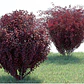 Berberis Rojo Thunbergii Atropurpurea Arbusto Ornamental - Miniatura 2