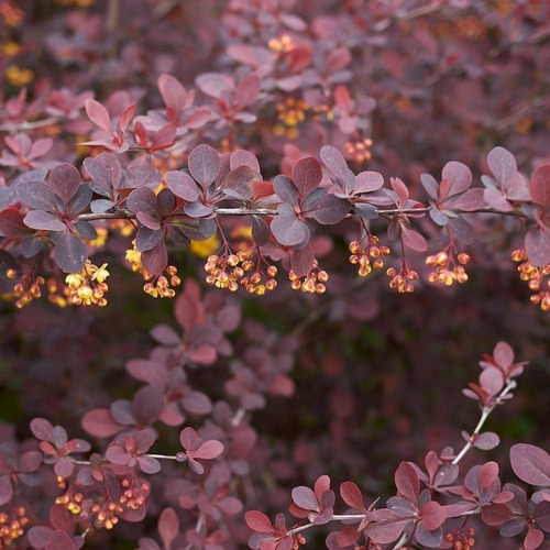 Berberis Rojo Thunbergii Atropurpurea Arbusto Ornamental 3